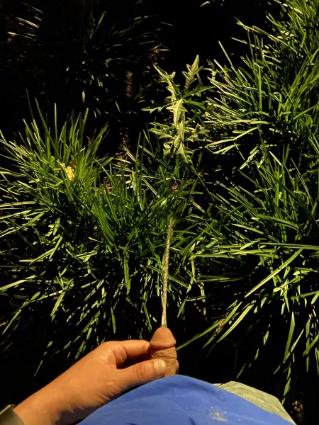 Pissing outside by pompprk