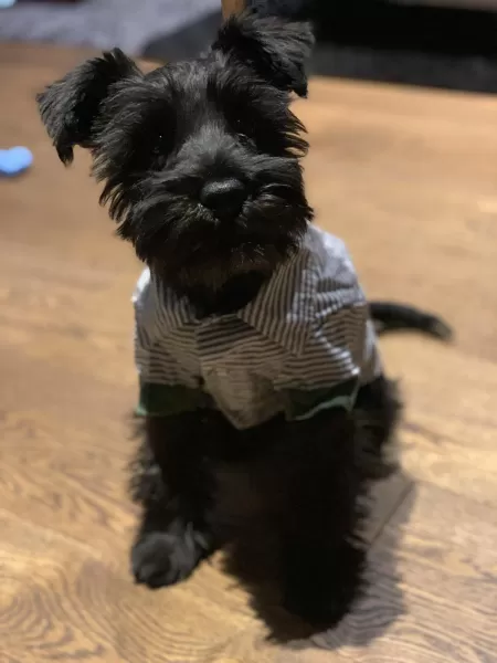 playing dress ups by sharkweeek