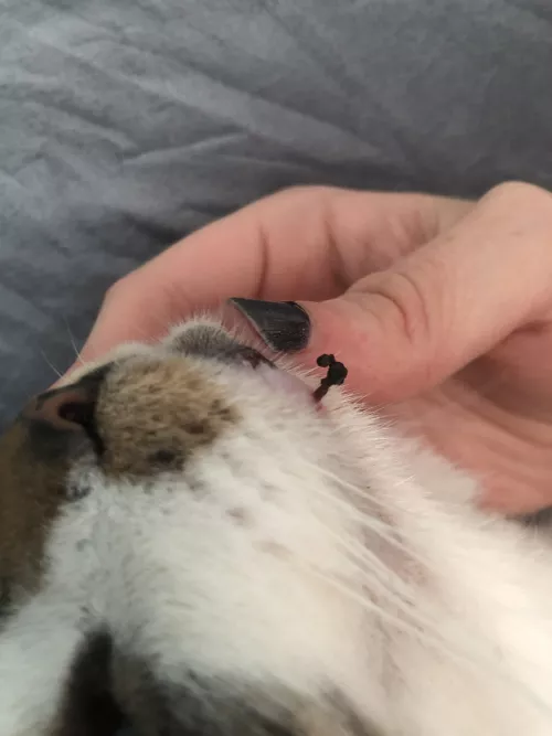 Popped this blackhead on my cats chin today by catbutts123