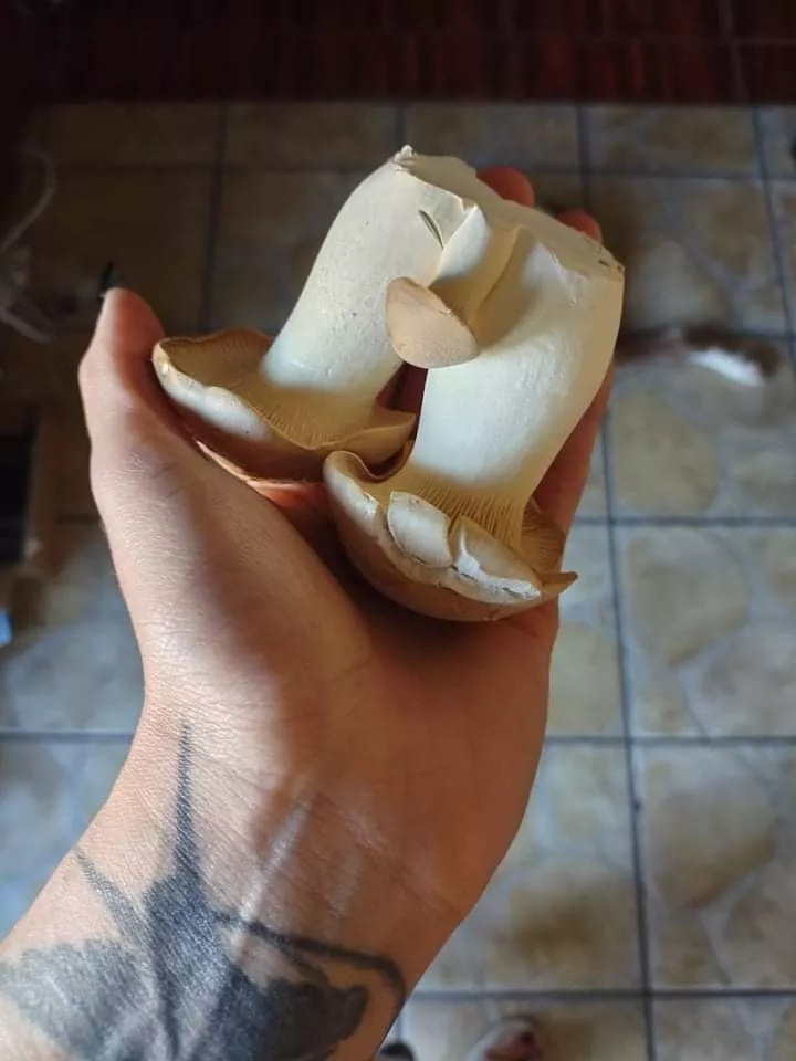 Proud Lil Guy posted by Asphalt_outlaw