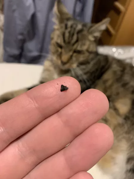 Pulled this one out her right nostril by franti_s