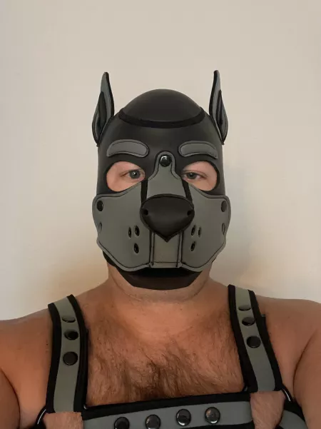 Pup Baudric, saying Hi! by Cub4daddybear