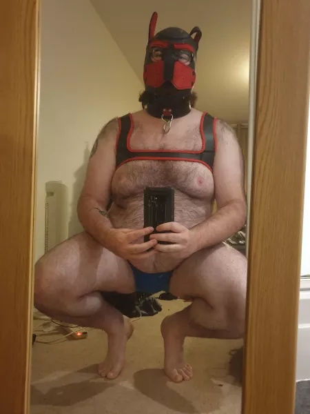 Pup got a new harness today and has a tail on the way too so excited. by huw-p-jones