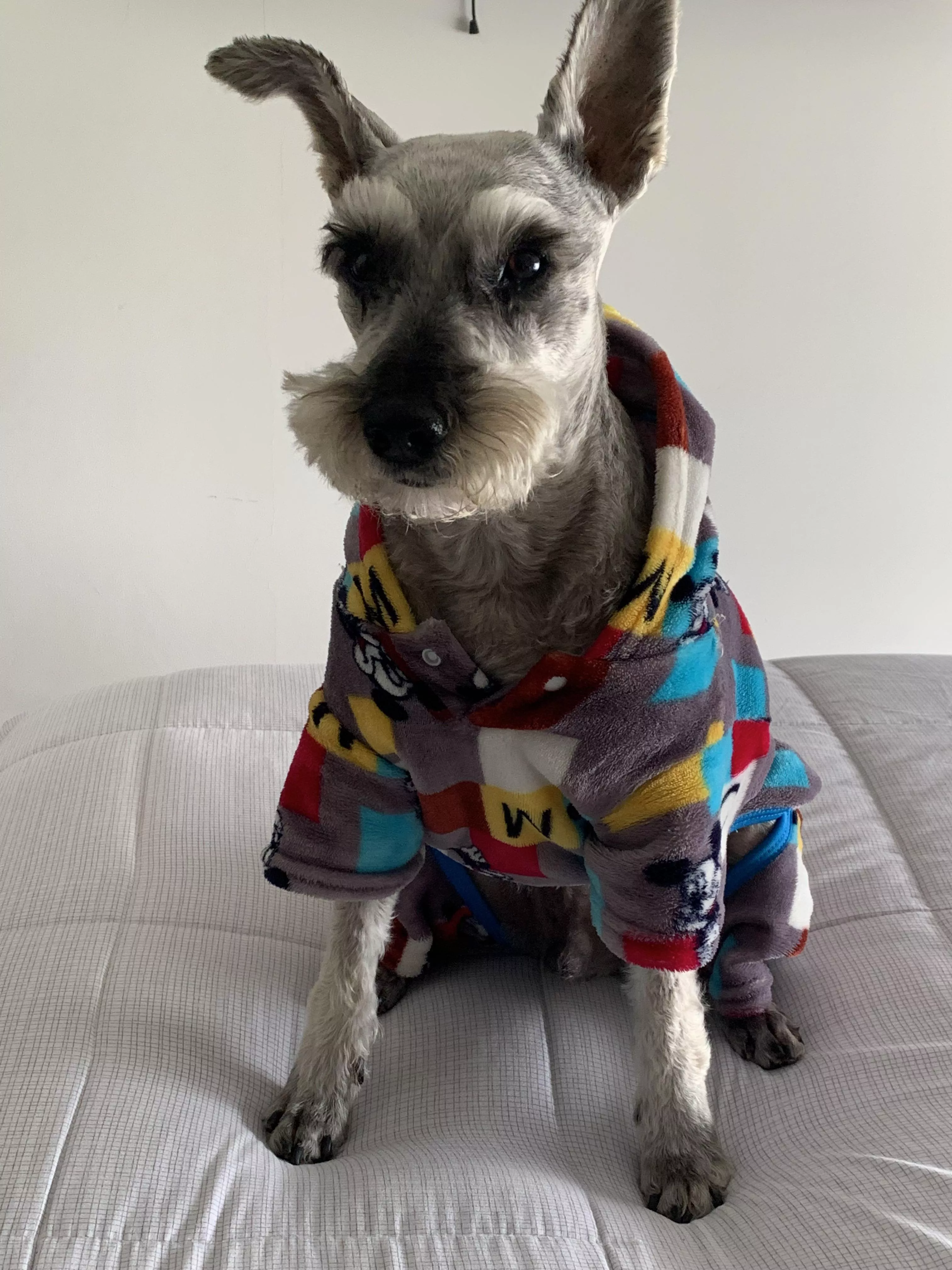 Pup 🐶 update!! He’s way better now :). Tysm for the lovely messages 🥺❤️‍🔥❤️‍🔥❤️‍🔥 posted by dominaibae_