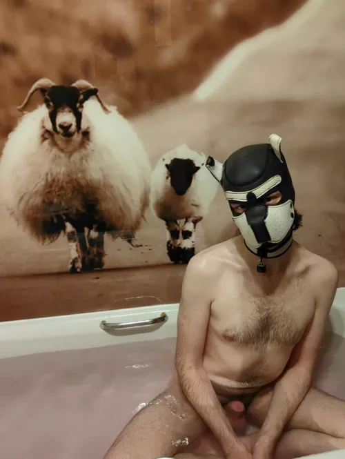 Ram, lamb and a pup! 🐶 Awrrooo! by Queenpinn