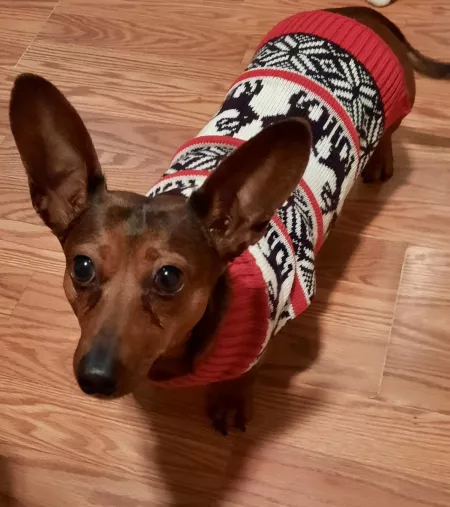 ready to shed her winter sweater by Armyfarmer