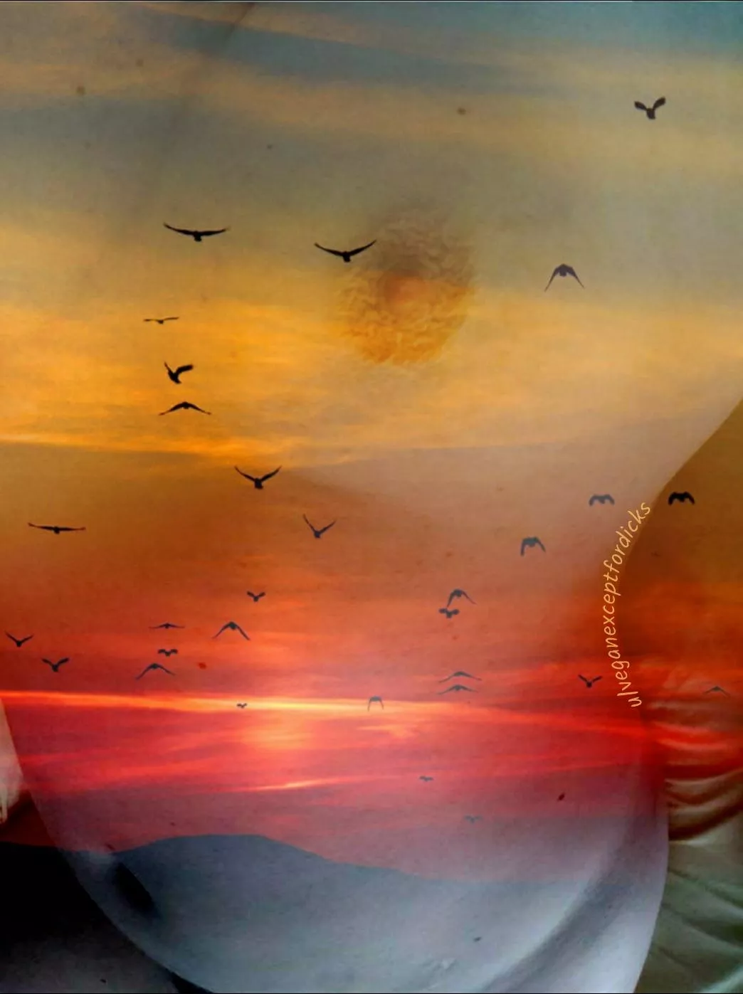 Remember the time that my boob was up before the sun, startling all of the birds into flight? Those were the days... posted by veganexceptfordicks