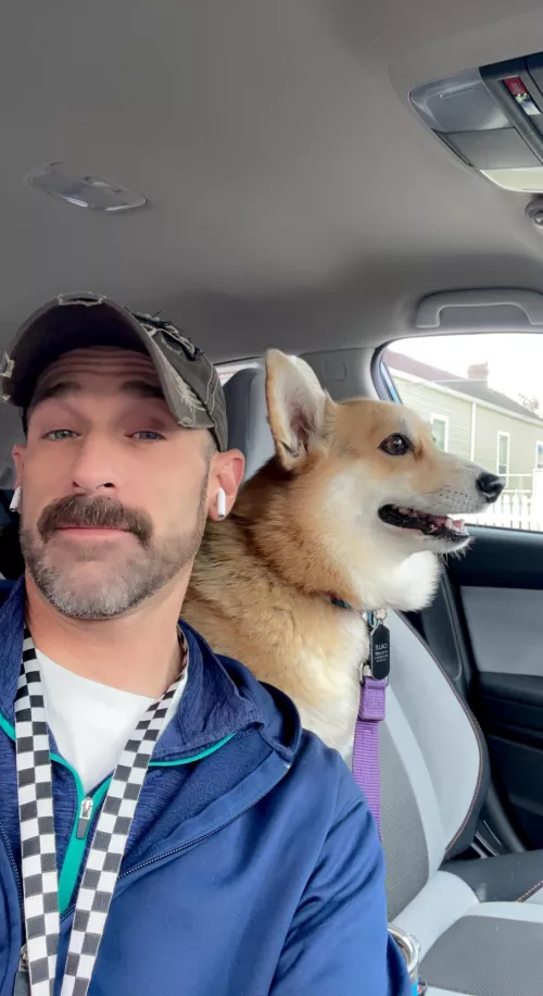 Running errands with Callie the #Corgi by scifimat