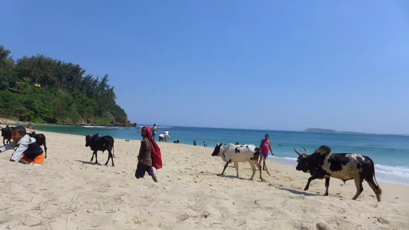 Sandy Cows by seed_madagascar