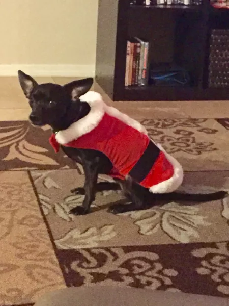 Santa Claws by OfficeSpaceRocks