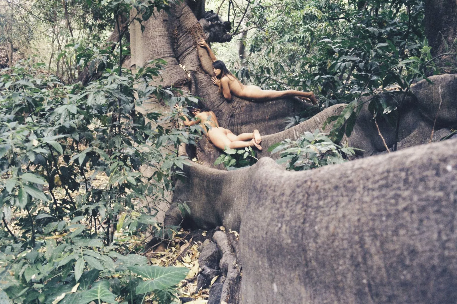 Seeking Roots posted by paredocks