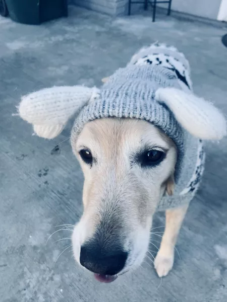 Shes got her winter sweater on by earwaxmcgee