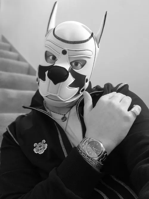 Shine on you crazzzyyy puupppperrzzz! Awoo woo by PupPlatinum