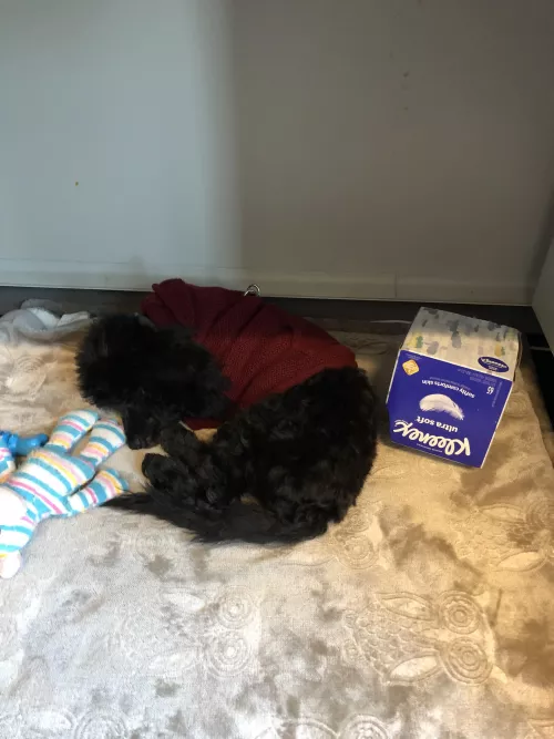 Sleepy sweater pup 🐶 by Bananabutt5