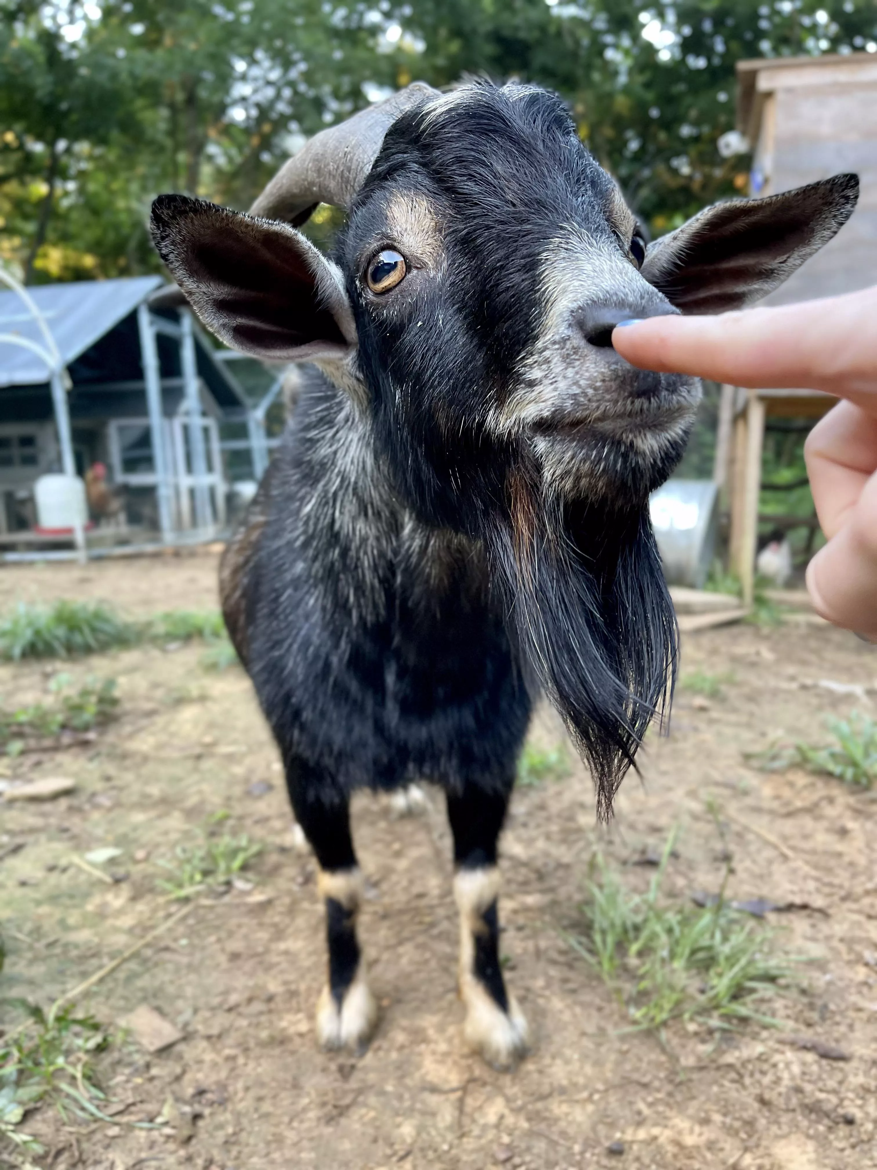 Smell my finger posted by Pretzilla