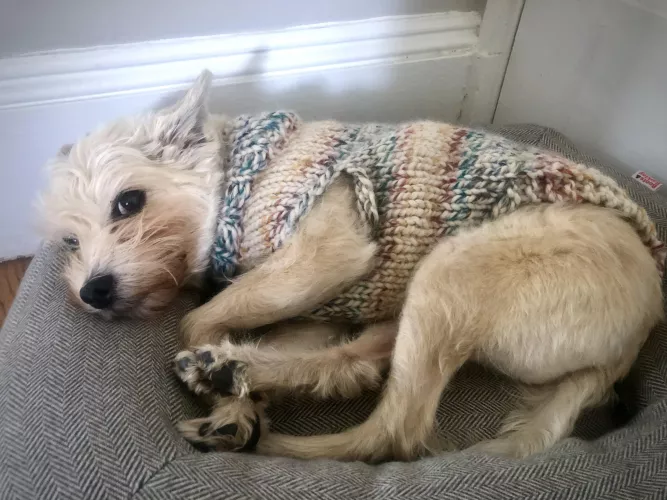 Snuggled up in his handmade sweater by zinnie_