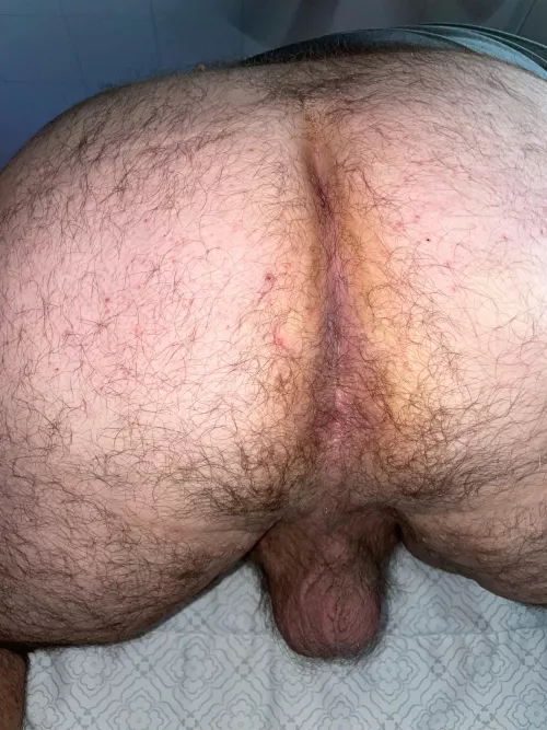 Some wanna eat this hairy chubs taint hole? by BiBeefyHairy