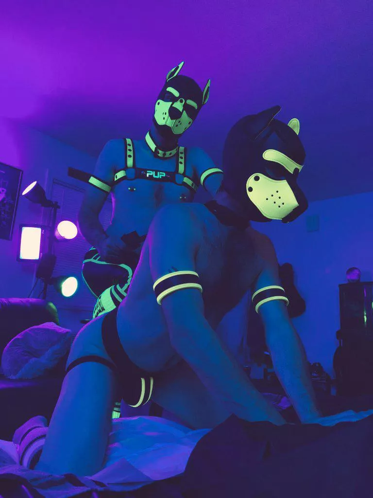 Sometimes you have to keep a tight hold on your pup 😈 posted by Pup_Piston