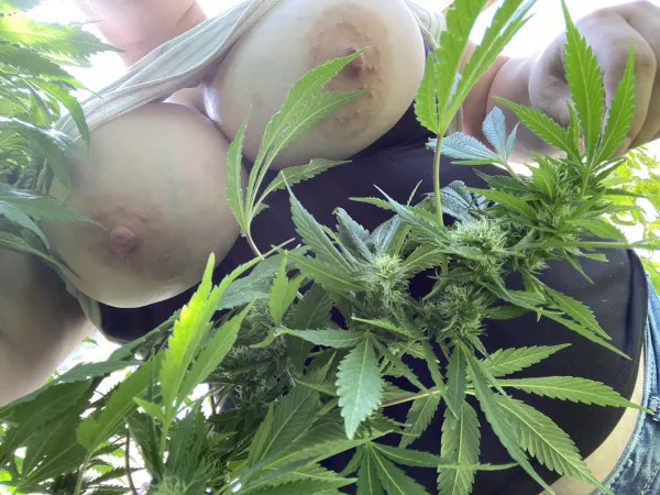 Stacks on stacks (F) by monsterjugs