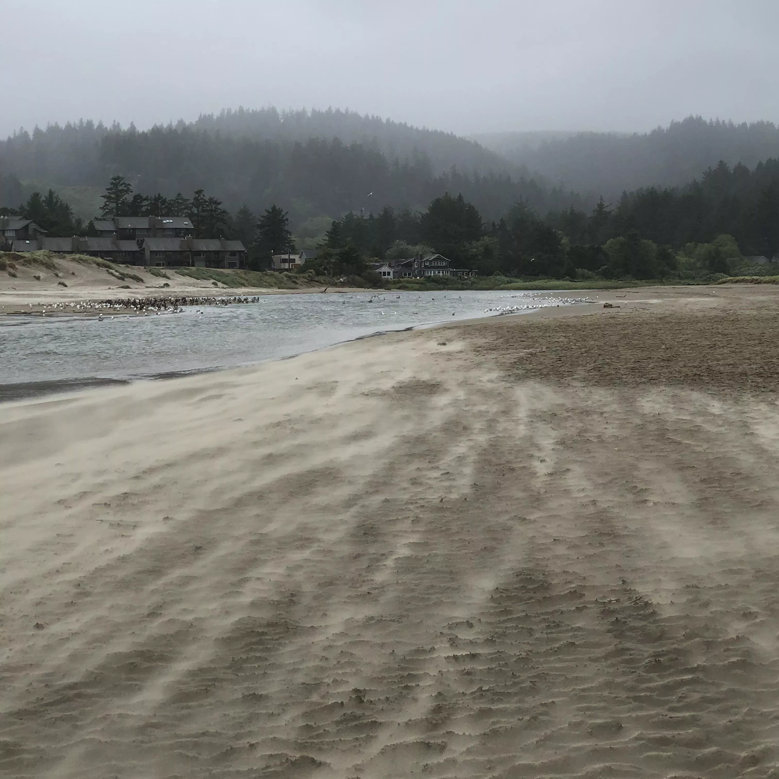 Strong Winds Pulling the Sand on the Oregon Coast posted by chromiumsapling