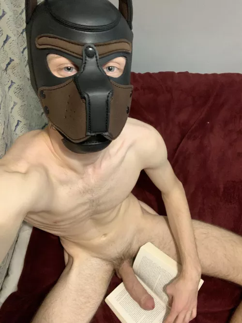 Stud pup is preparing for college🐶😈 by benwolffans