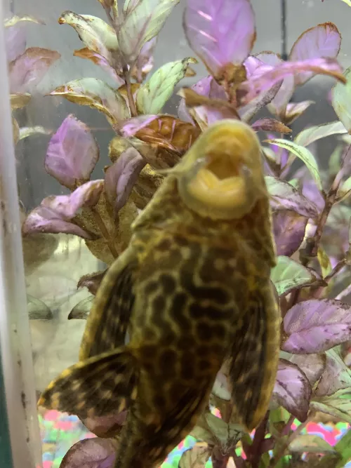 sucky sucky by BlueJay_420