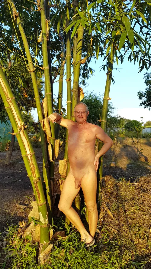 Sunday late afternoon. The bamboo and the evening sun... by znarf-fesoj