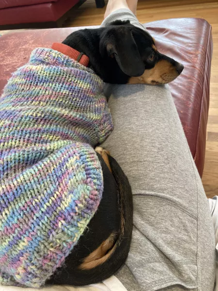 Sweater dog. The dog wit the sweater on em. by mouthfullofsnakes