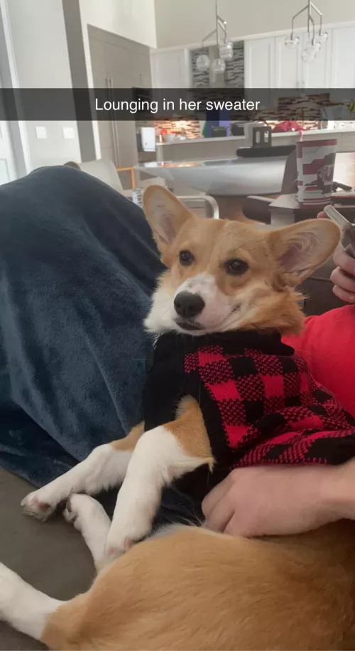 Sweater Lounging by cjm5797