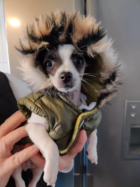 That is not a dog. It is clearly a pocket lion. by groupmebaby