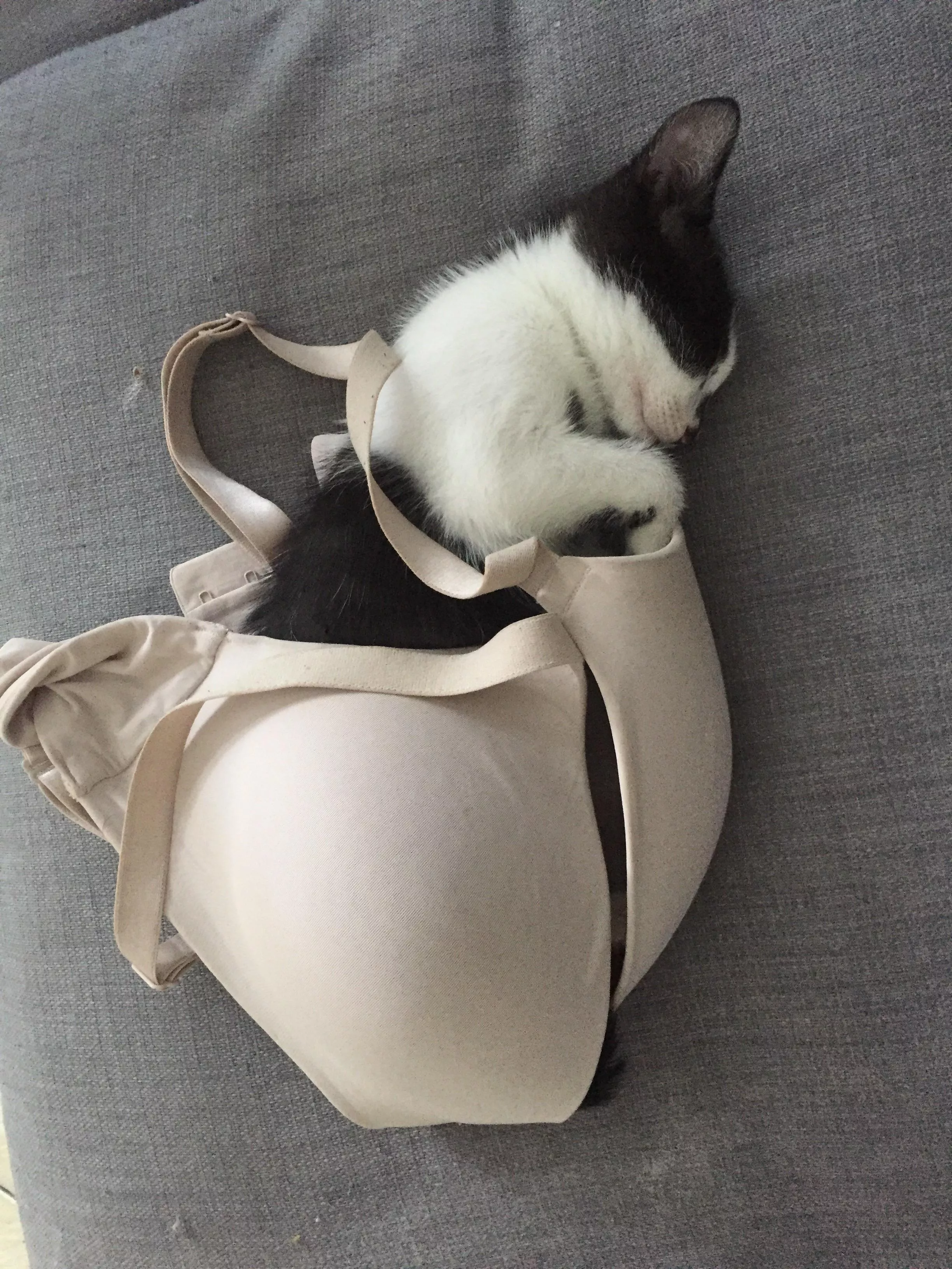 The boobytrap is working. posted by RalphiesBoogers