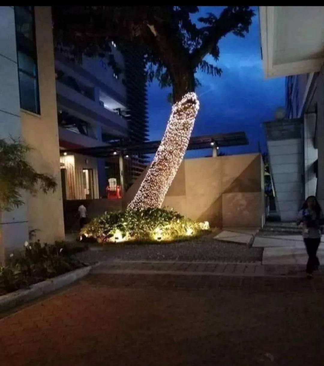 The neighbor said they will continue decorating the branches tomorrow. SPLURT posted by TUPE_pot420