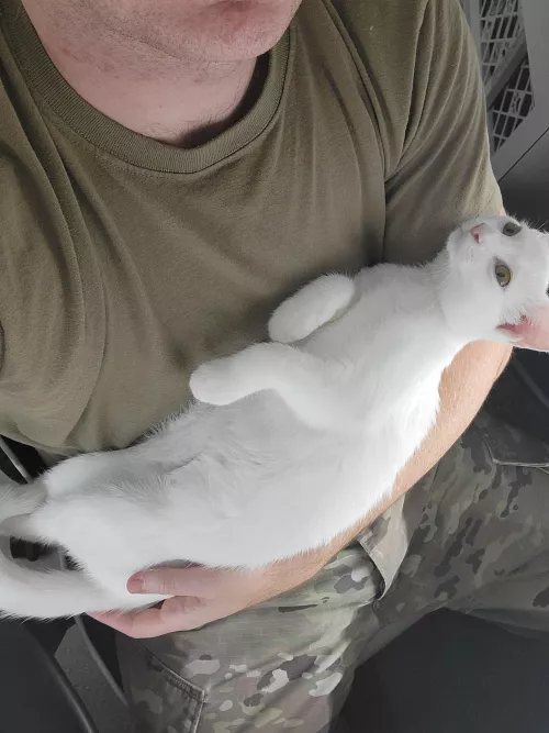 The only pussy I'll get this week. 😅🇺🇸 by dudewheresmycac