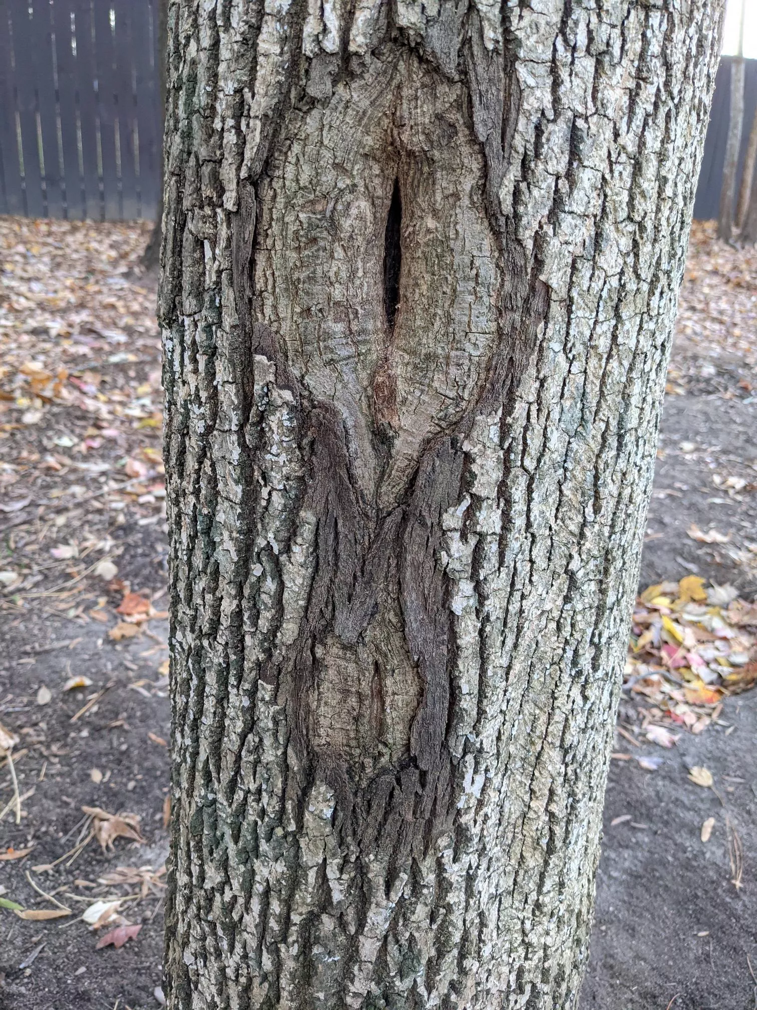 There's a tree in my backyard... posted by liamemsa