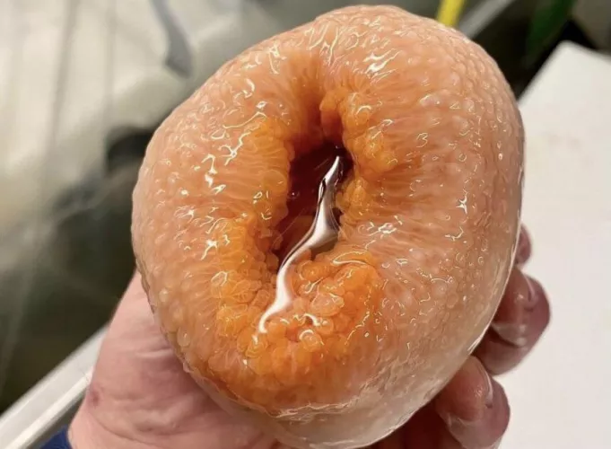 This donut by Tobinyo
