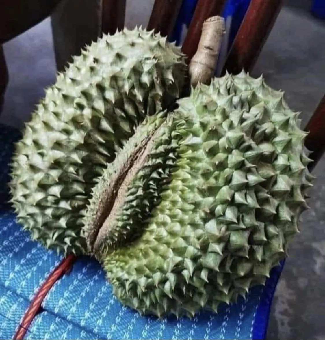 This fruit looks like a lady ass. posted by Woogabuttz
