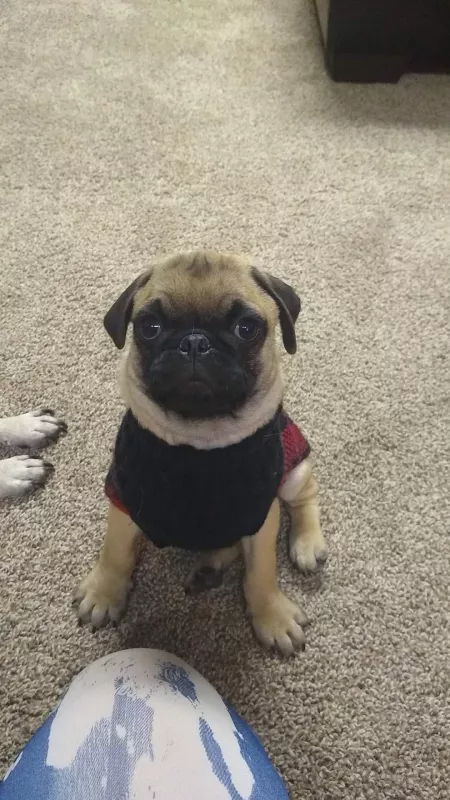 This is my Dexter, when he was just a puppy. One of my favorite pictures. by DextersGirl