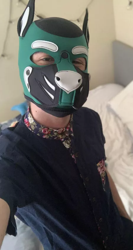 This pup is ready to romp around in style this weekend! 🌸🐶 by PupMagno