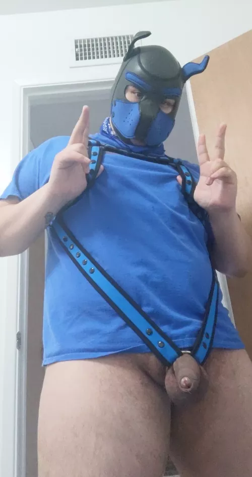 This style of harness is my favorite 😏 every tug I feel on my bone 🐶🐾 by ghoststhatlikepie