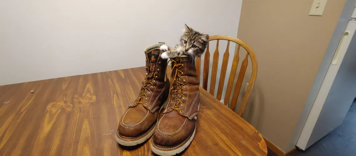 Thorogood 804 3 months worn in + Cat by itsniiick