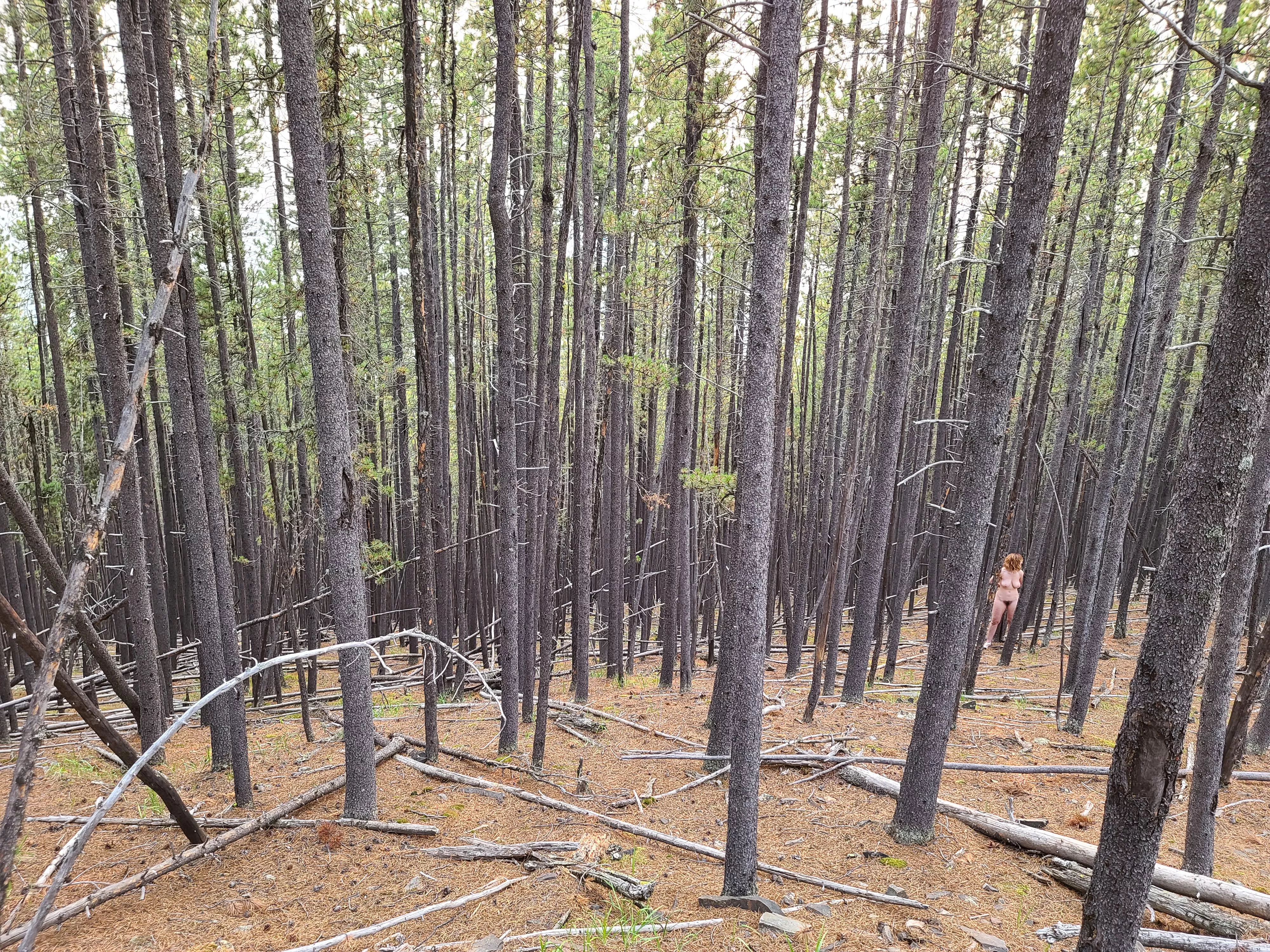 Tied up just off the trail, nothing to do but wait and hope no one else stumbles upon me... posted by AbbyFoxe