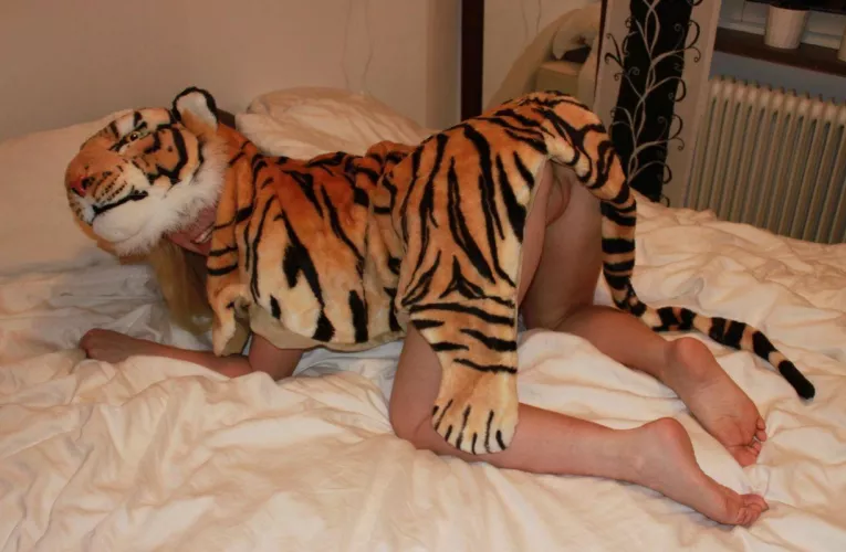 Tiger or Pussy? by dog4K