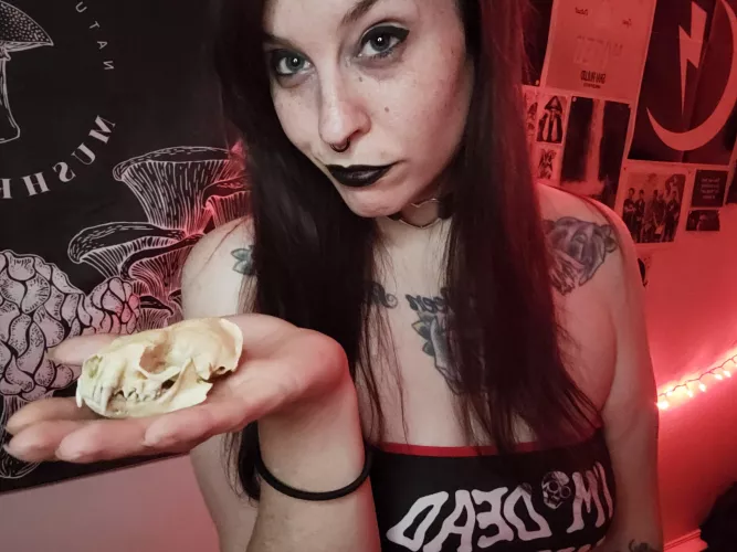 tis the season to share my collection of dead things by HearseTrap