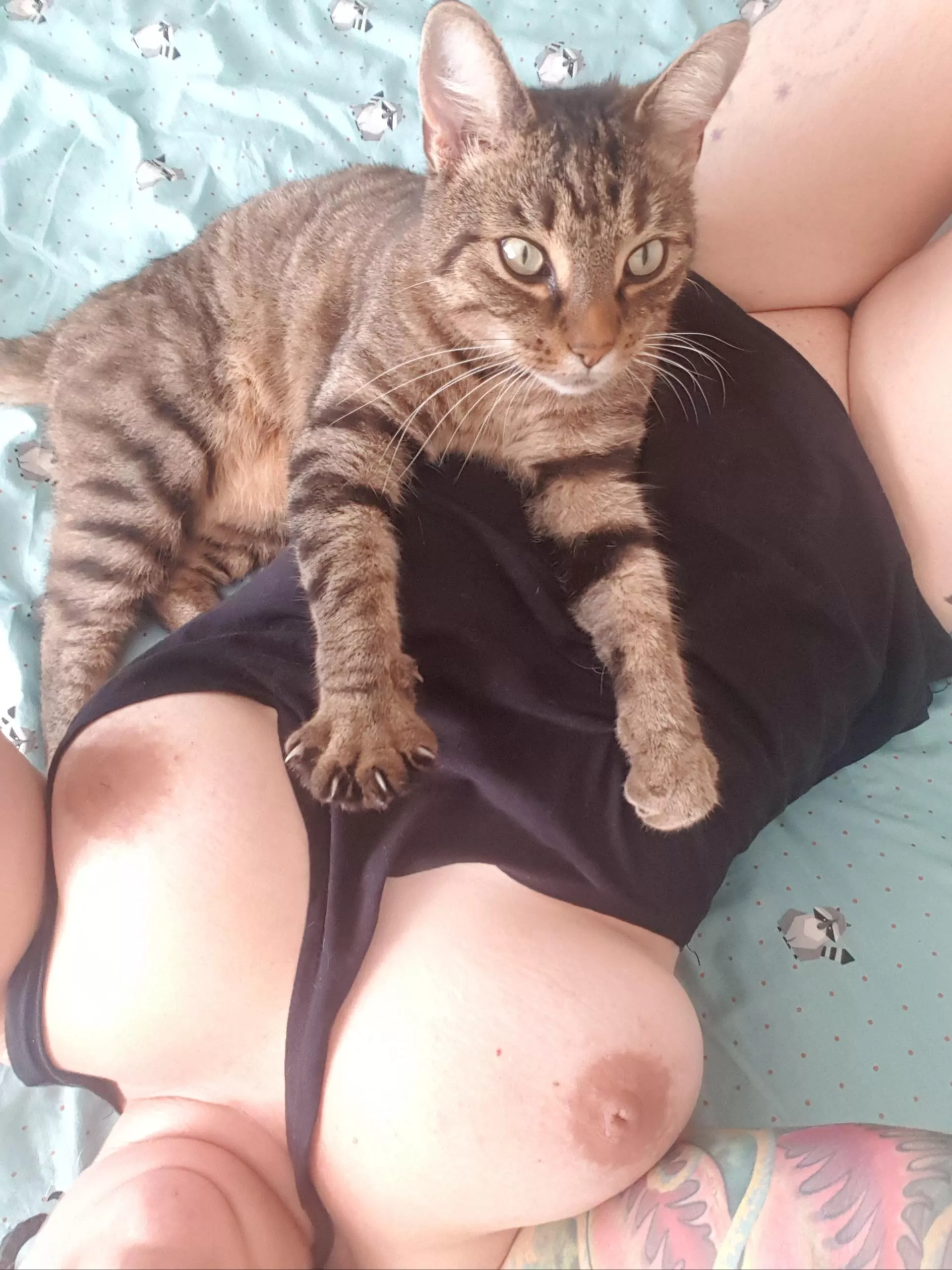 Titty kitty. posted by WetLilPixiePie