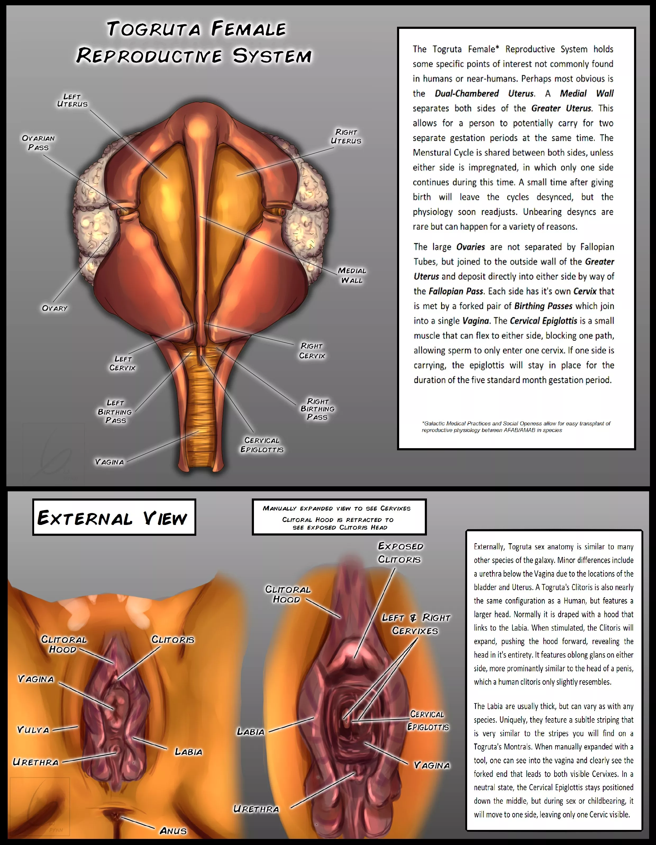 Togruta Reproductive Breakdown with more alien design elements! [@LjPynn] posted by LJ_Pynn