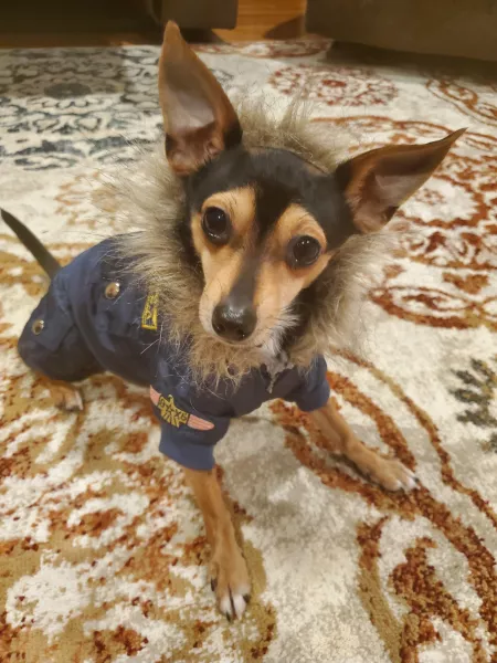 top gun jacket by Optimus_Swine71