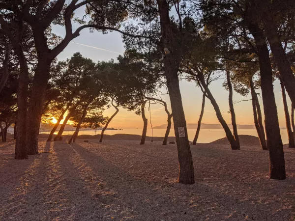 Tree silhouettes in Croatia by goaattt