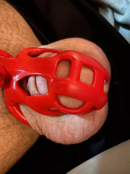 Trying a smaller cage, what do you think? by whisperinghost