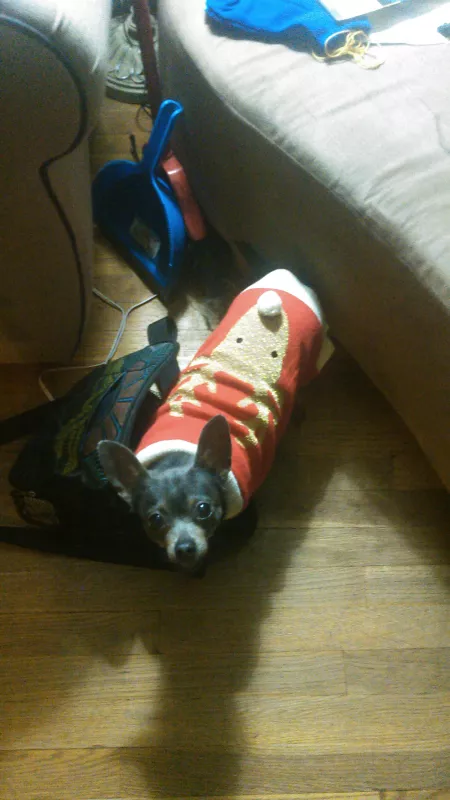 Ugly sweater pup by metrogenics