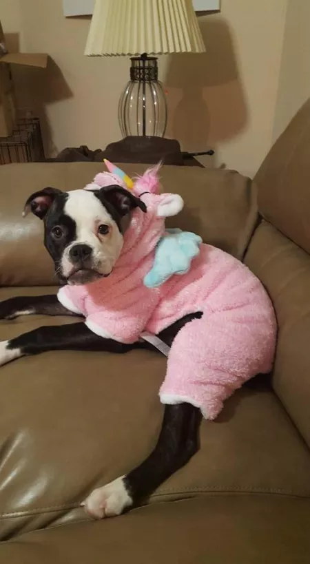 Uni-pup by sthapNaow